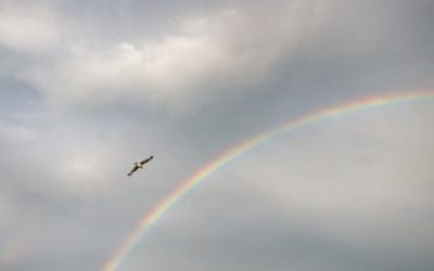 Learning How to Fly