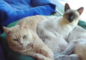 Senior Advisory Board - Sakhara and Violet