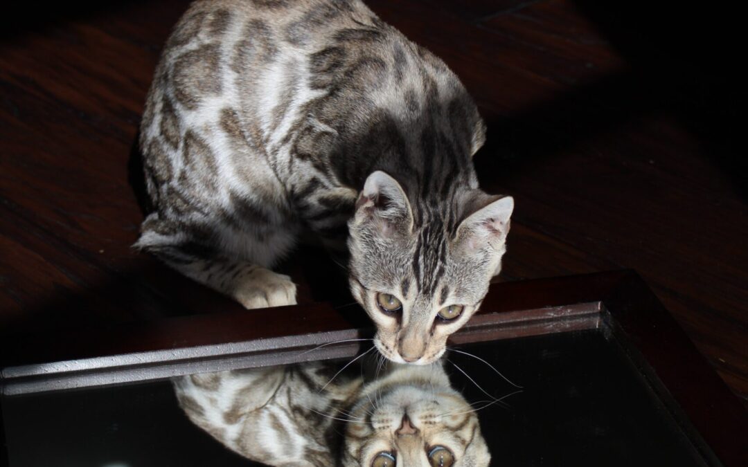 Mirror, Mirror . . . Animals Mirror Our Issues