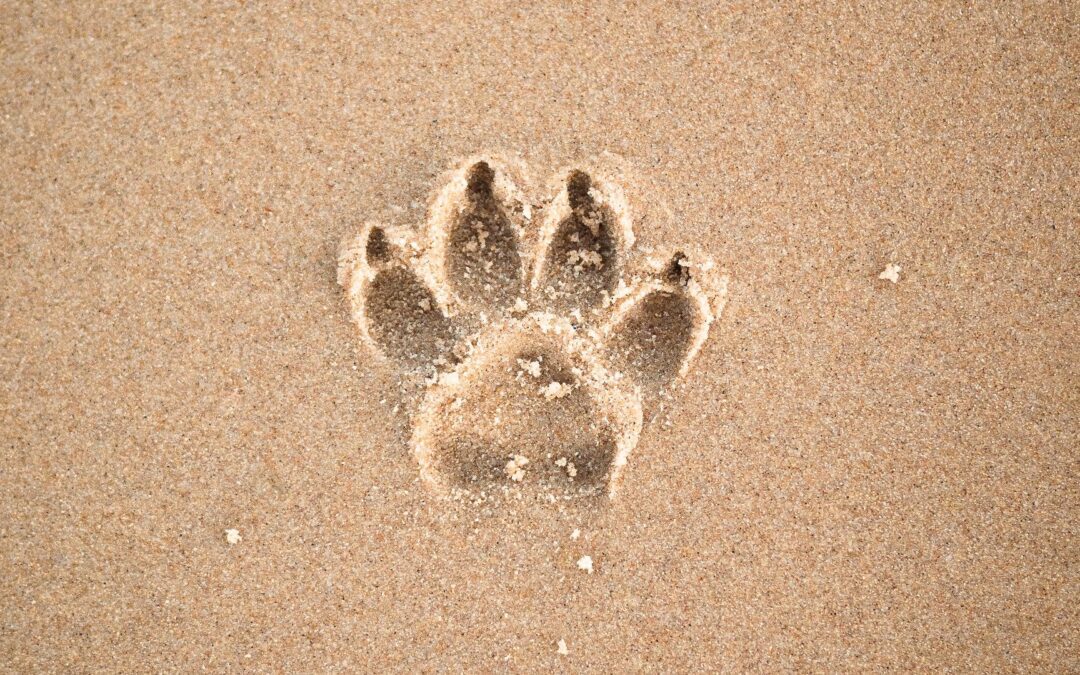 Creating a Green Canine and Feline Footprint