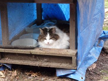 Hattie resting in feeding stastion.
