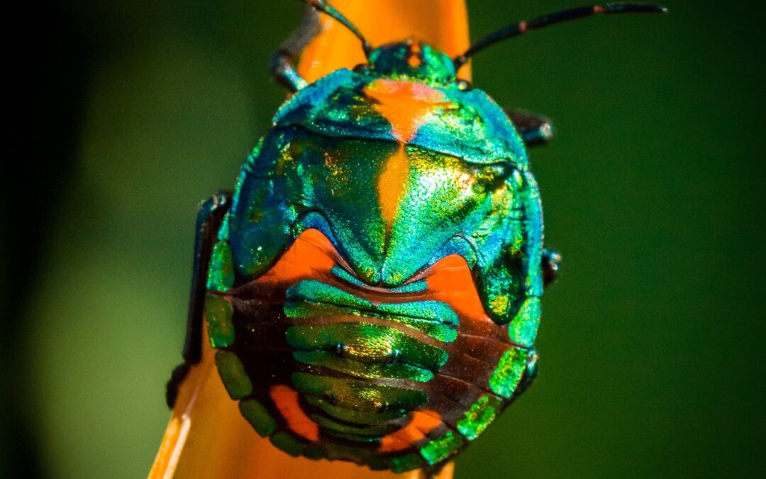 Insect Gifts