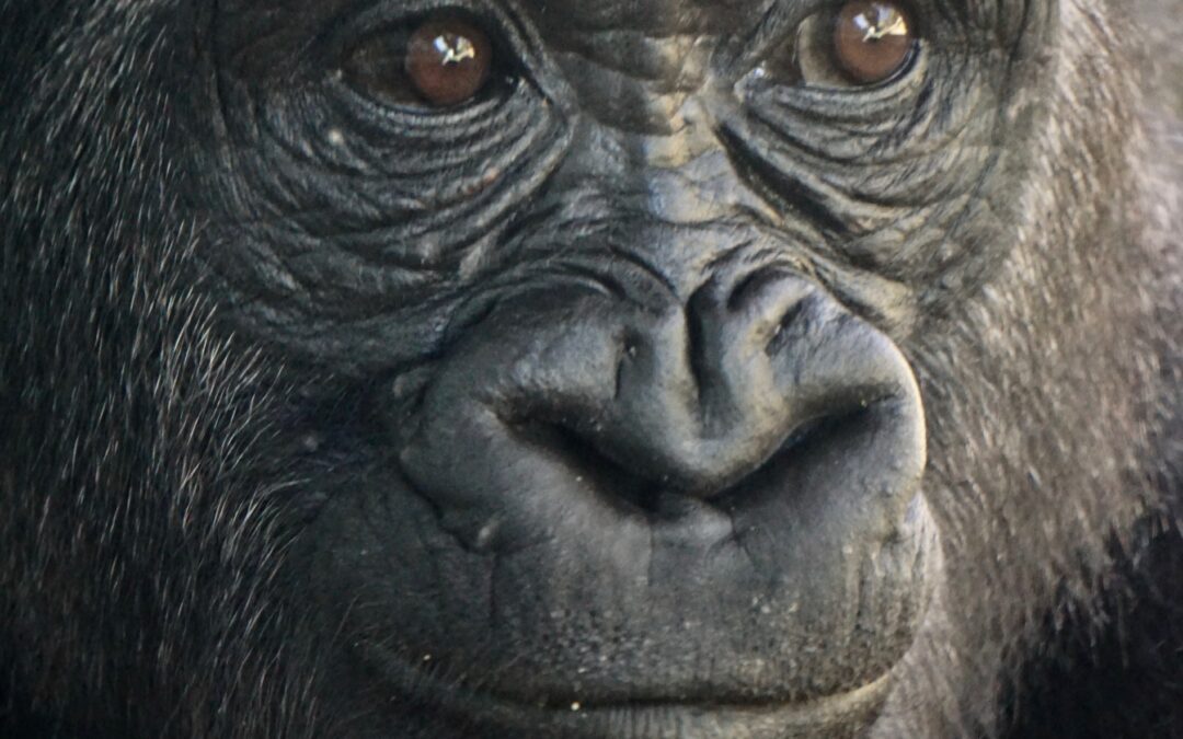 Mabeke:  Gorilla Teacher
