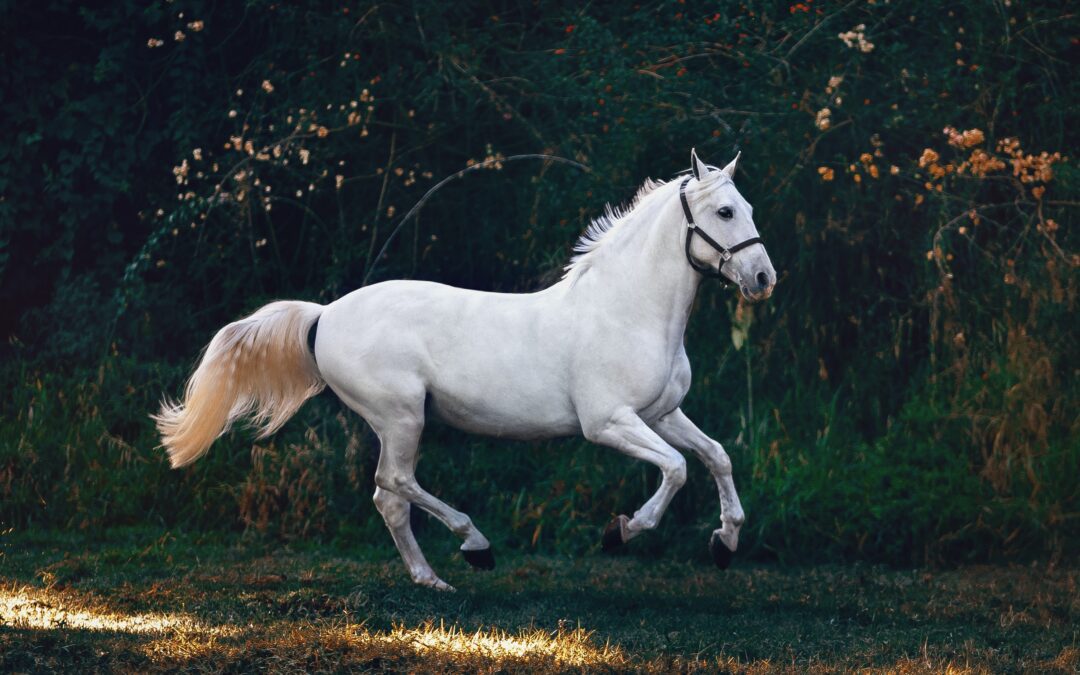 Even a Horse Needs to Be Grounded