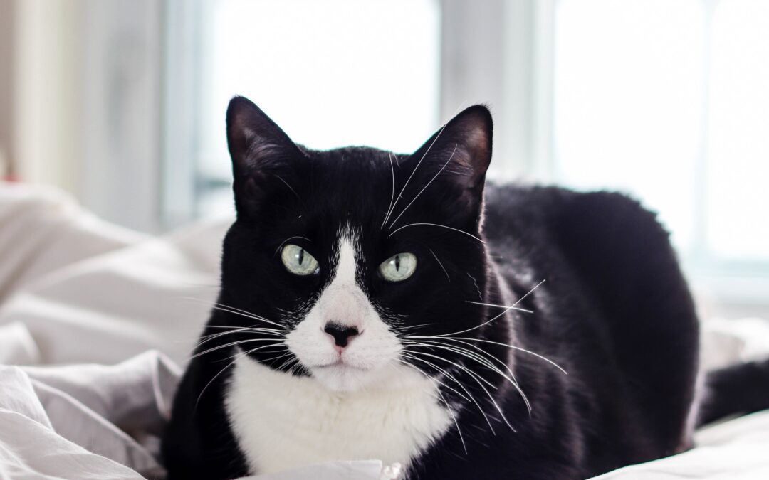 Theodora, Tux, and the Mouse