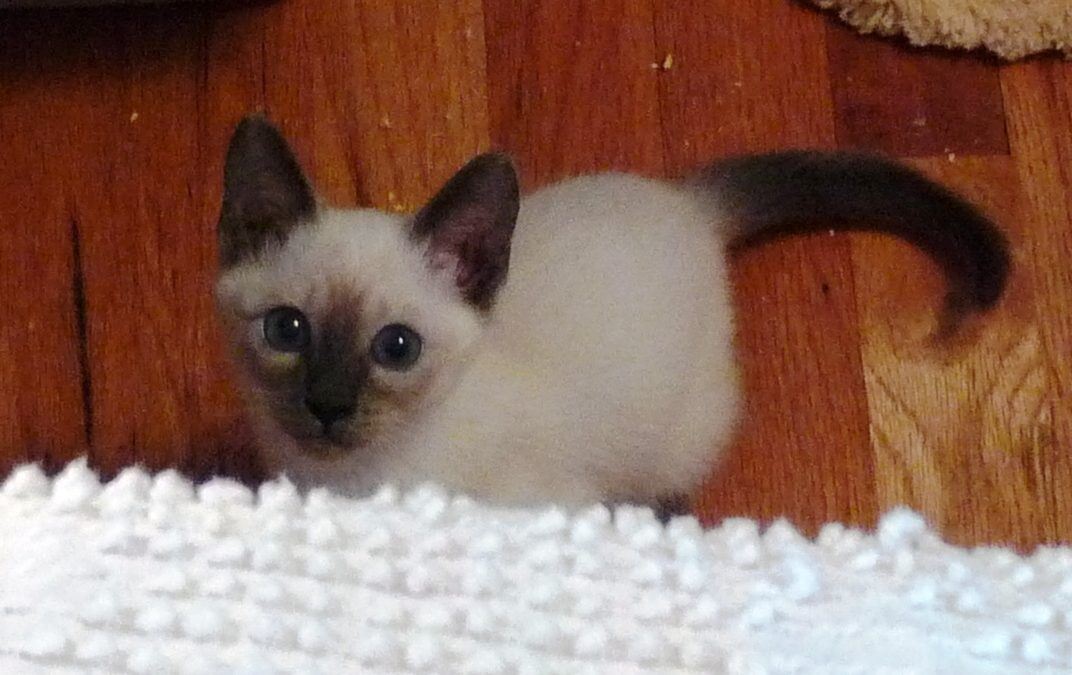 A Reincarnation Adventure, Part 9: Starlight’s First Days Home