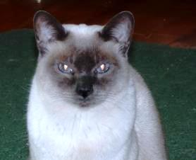 Homemade All-Natural Feline Electrolytes