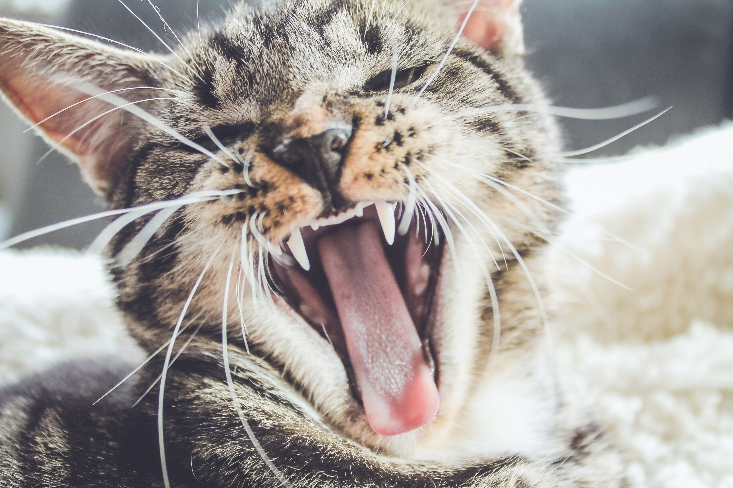 fierce-cat_erik-jan-leusink-HrMD7MngiBE-unsplash