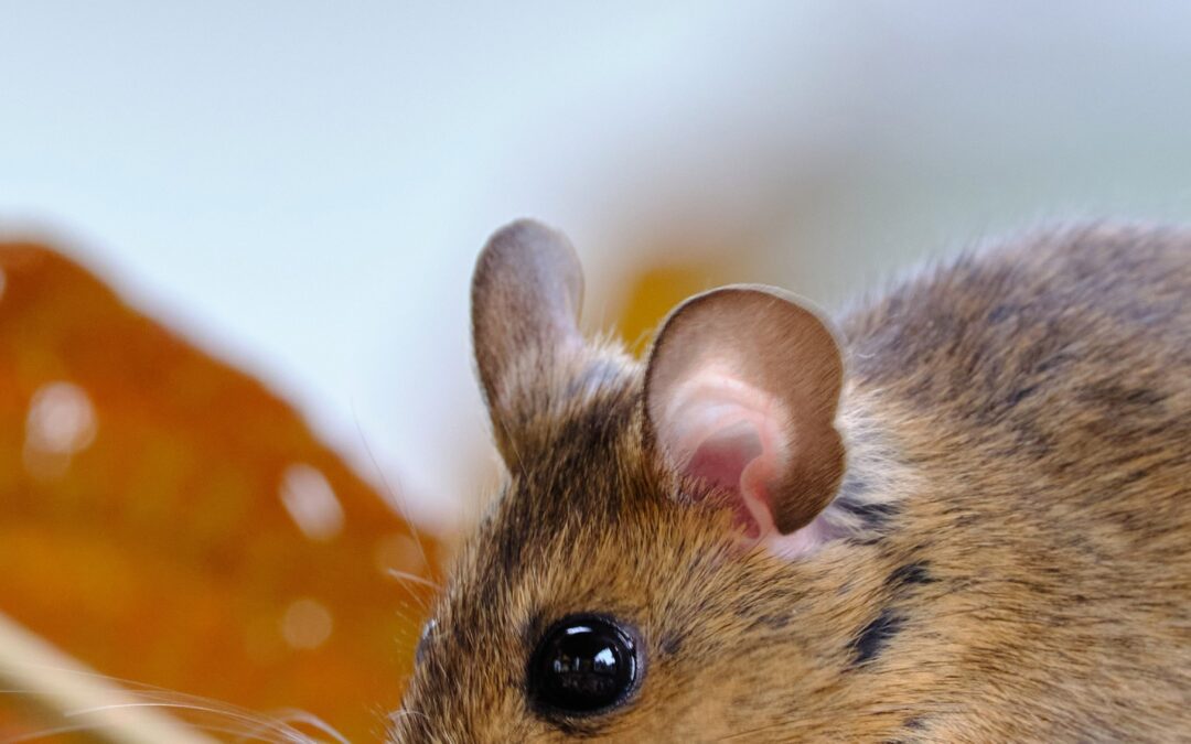 Mousing Around.