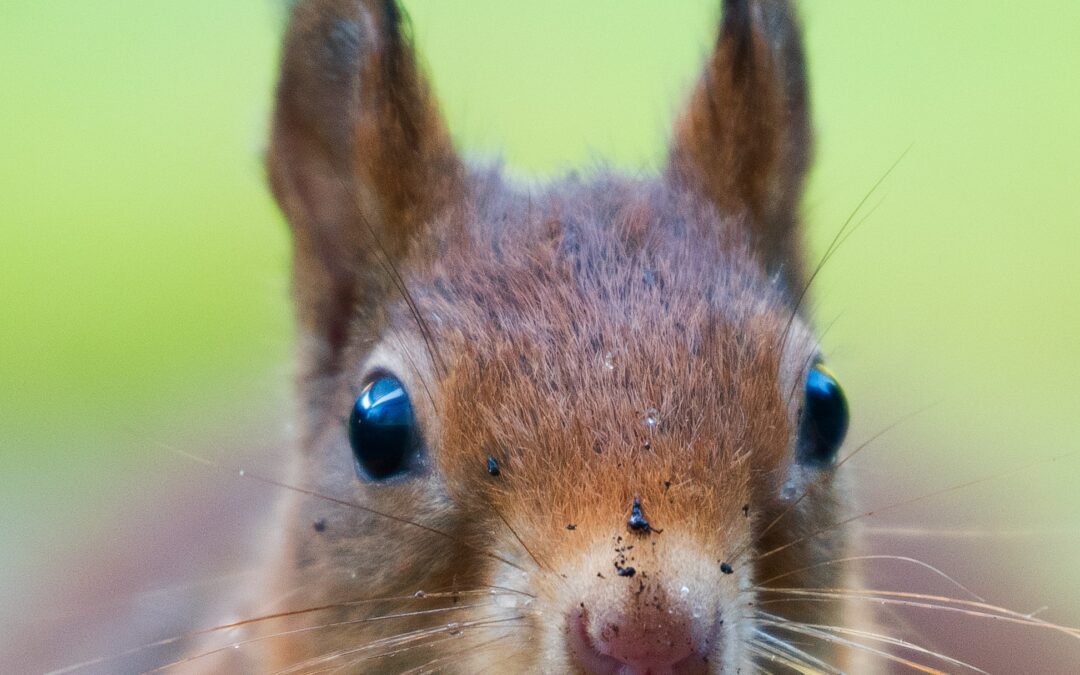 What Makes Squirrels “Squirrely”?