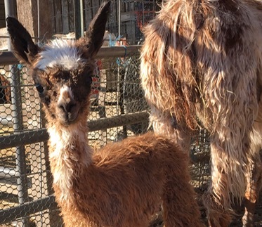 Orphaned Newborn Alpaca Thrives When Telepathic Communication Creates Optimal Solutions for Survival.