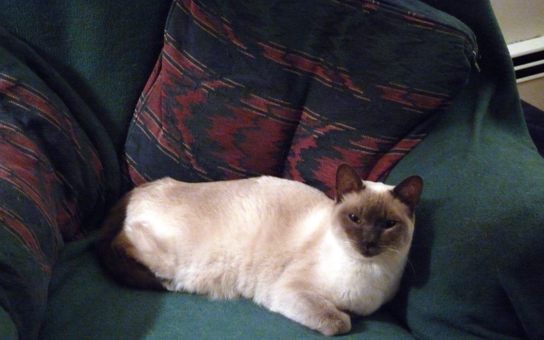 Getting in TTouch™ With Your Cat