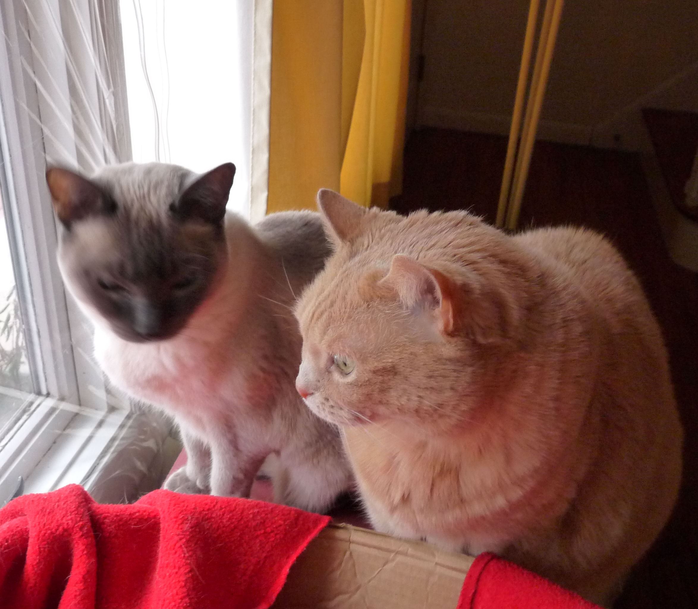Energy Healing for Animals