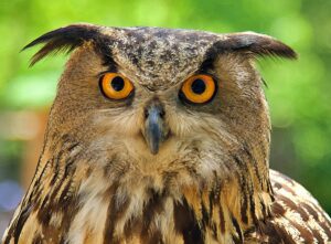 May owl wisdom be yours.