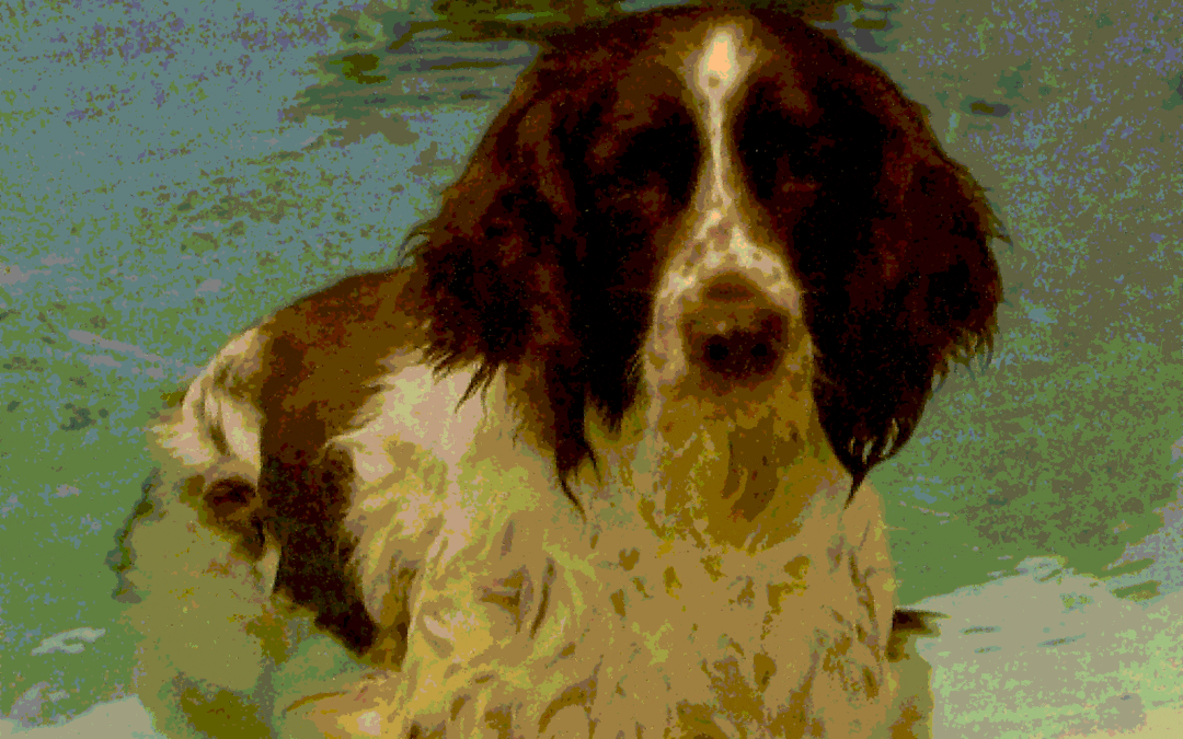 Helping Patches Breathe – Assisting a Dog with Laryngeal Paralysis.
