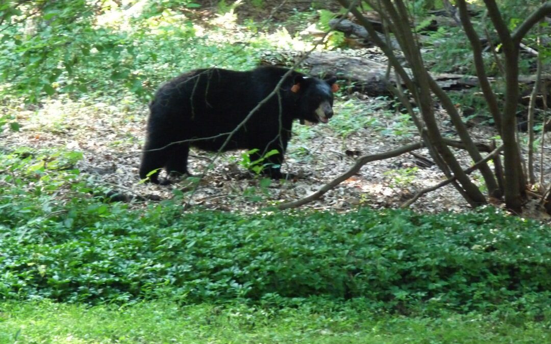 Learning to Live with Bears in Unity Consciousness