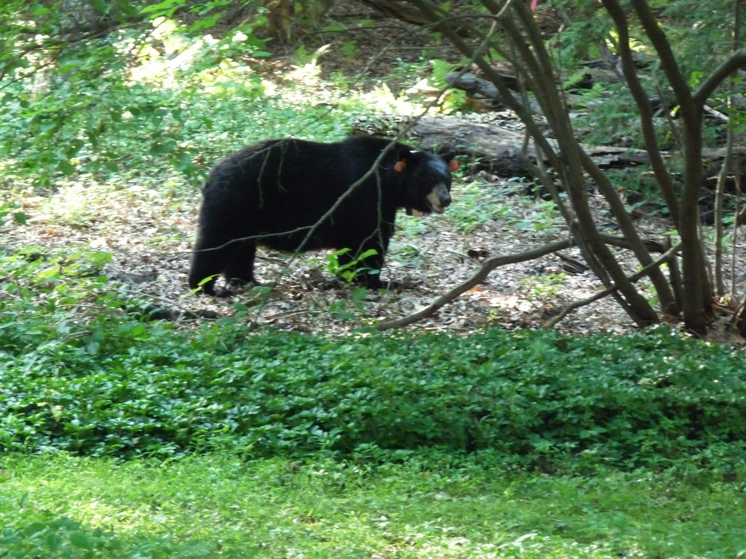 Bear in Backyard 2024-P1040807 Bear with ear tags in my backyard 2024.