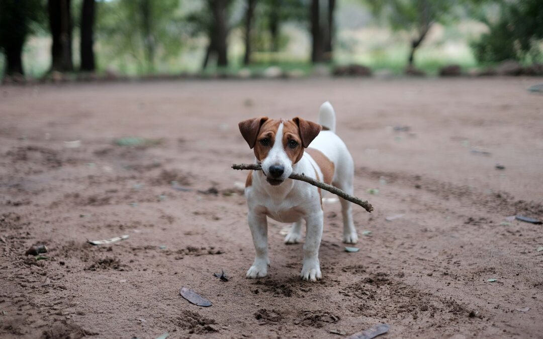 3 Tips and 6 Principles for Elder and Hospice Animal Care