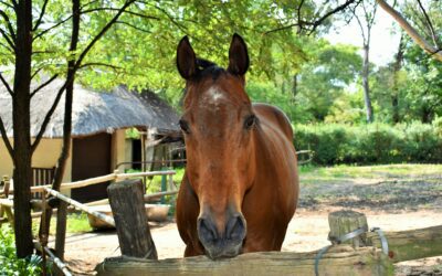 Do Animal’s Care About Their Names?