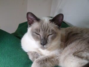 Starlight resting with her eyes closed.