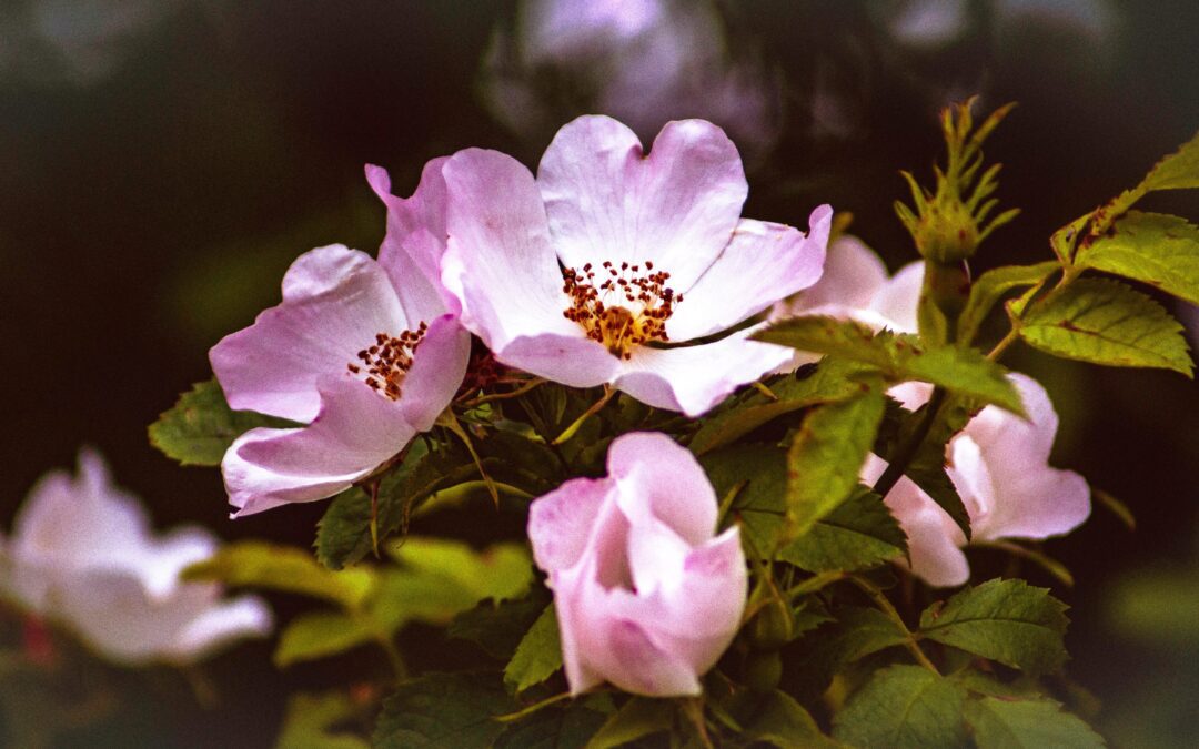 Overcoming Depression – Starlight, Wild Rose Essence, and Floral Acupuncture
