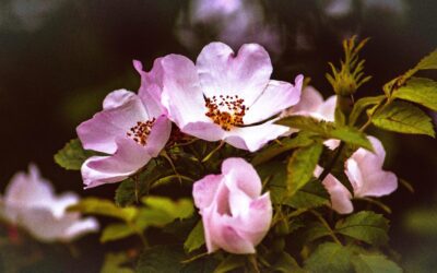 Overcoming Depression – Starlight, Wild Rose Essence, and Floral Acupuncture