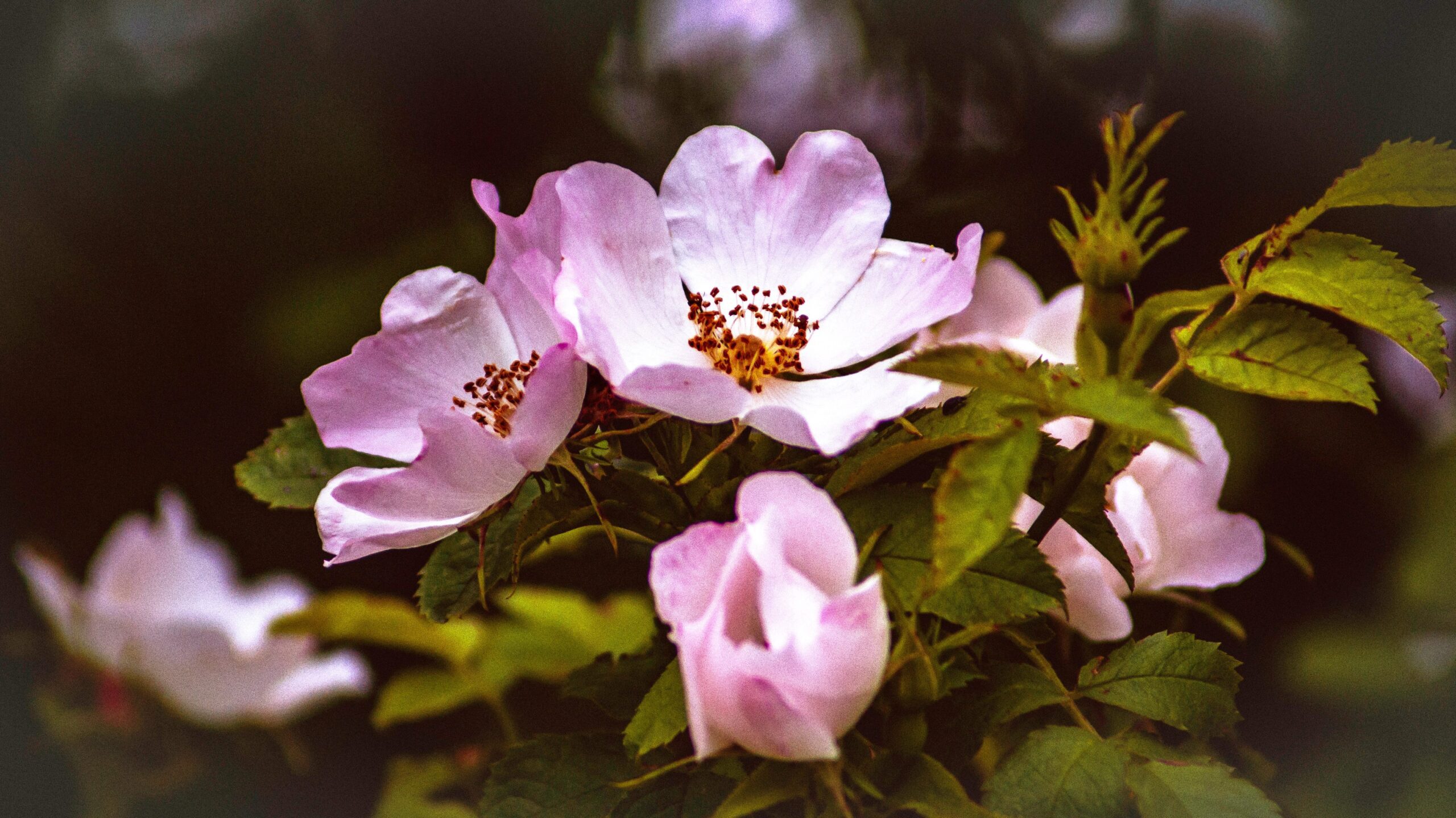 wild-rose_k-mitch-hodge-2OYrdjM0cCk-unsplash English Wild Rose