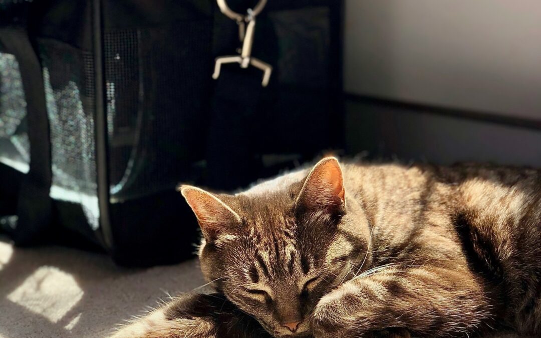 How to teach your cat to love a cat carrier