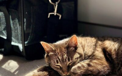 How to teach your cat to love a cat carrier