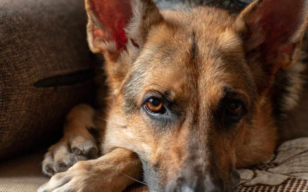 Six Essential Ingredients to Help a Traumatized Animal Recover