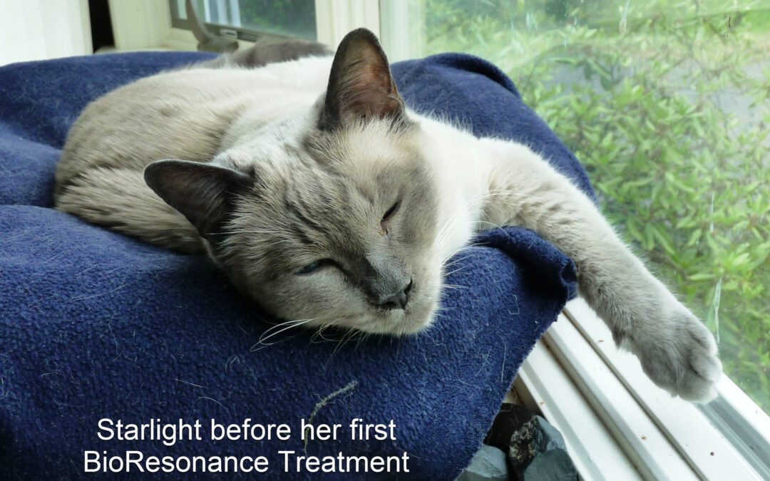 Can BioResonance Restore Health to Starlight After a Lifetime of Illness?