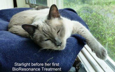 Can BioResonance Restore Health to Starlight After a Lifetime of Illness?