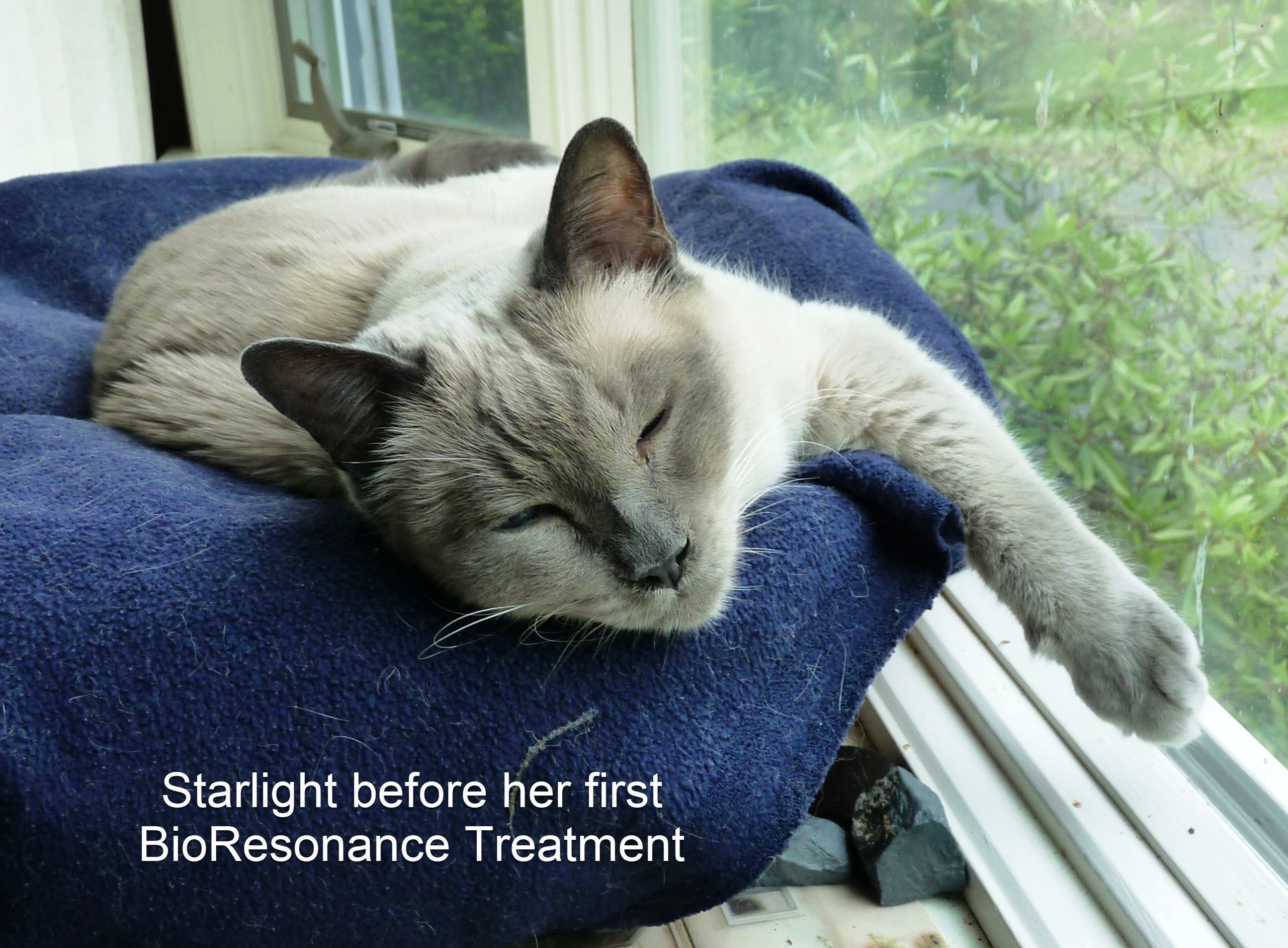 Starlight_before_1st_biores_treatment.