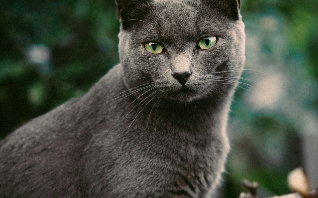 9 Feline Secrets from “SPIRIT of CAT”