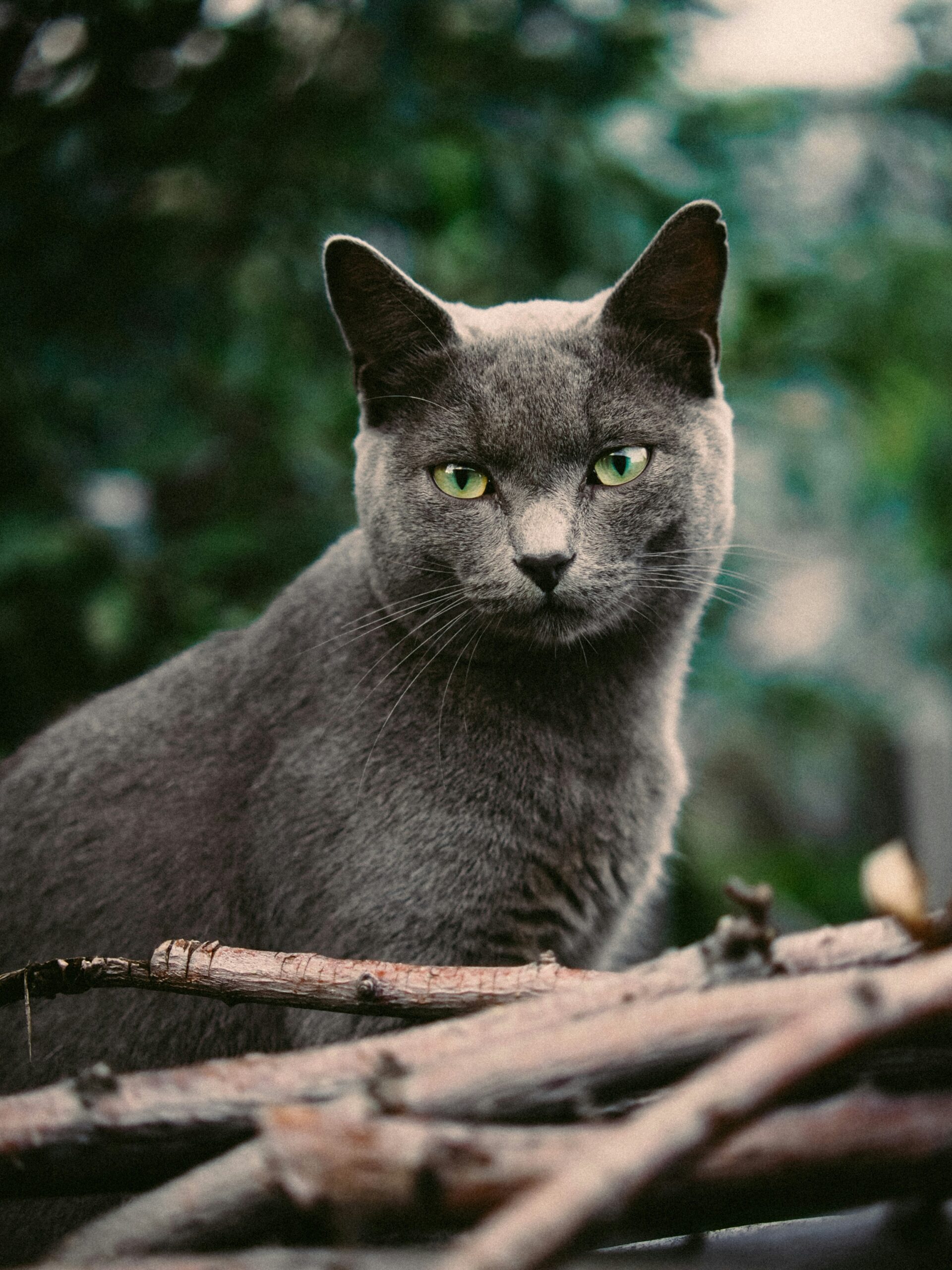grey-cat_maria-chernetskaya-36Sa9lFSC8c-unsplash