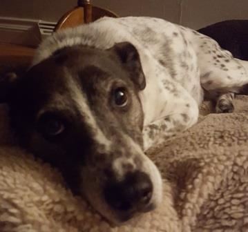 Defying the Odds with Animal Communication and Energy Healing