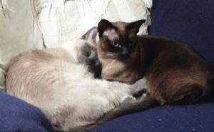 Starlight and Melissa cuddling.
