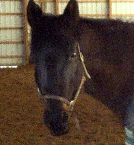A Unicorn Healing – Part 2 – Observations