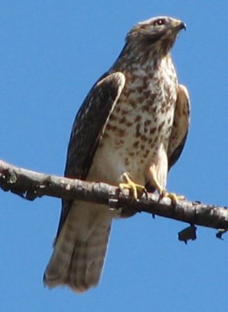 Hawk Messages