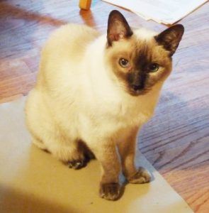 Violet after she was diagnosed with kidney disease.
