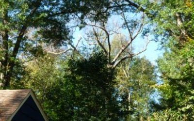 A Cry for Help from the Forest.