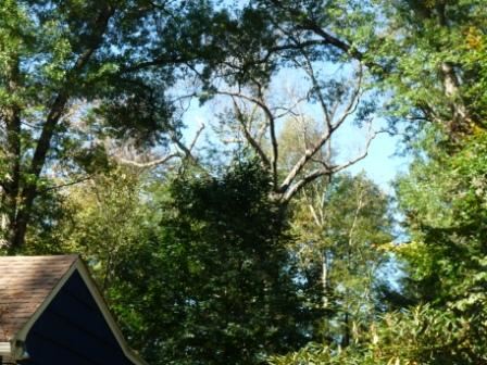 Giant Oak with no leaves.