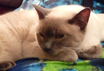 A Feline TTouch™ Moment