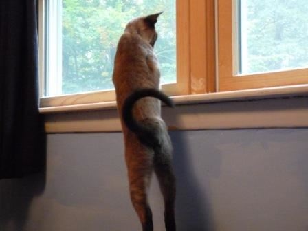 Melissa Hears the Call of the Wild