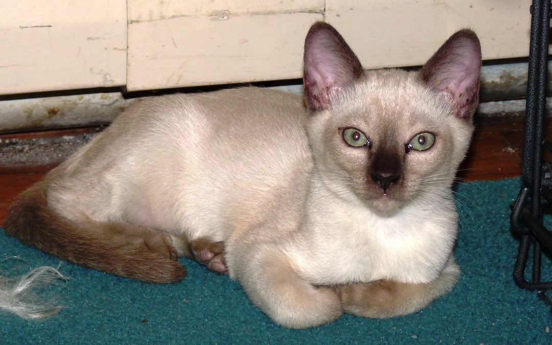 Melissa Returns: Saving a Traumatized Kitten