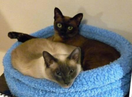 Mischief, Incorporated: a Feline Company.