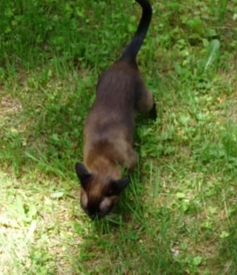 Melissa, what’s your favorite food? “Mouse.” That’s life with a jungle kitty.