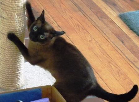 Melissa sharpening her claws.