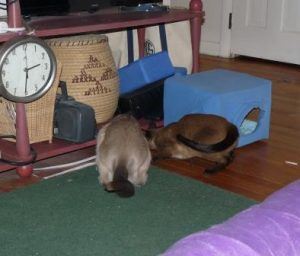 Two cats looking under a table at a mouse.
