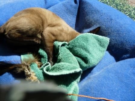 Our Animals Are Constantly Giving Us Gifts
